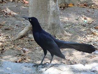 CIMG0979.jpg